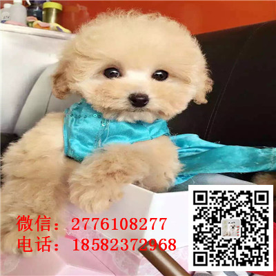 襄樊哪里有卖长不大小体贵宾犬 茶杯贵宾红色黑色灰色多少钱 巨型贵宾多少钱