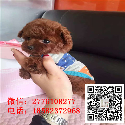 郴州哪里有卖长不大小体贵宾犬 茶杯贵宾红色黑色灰色多少钱 巨型贵宾多少钱