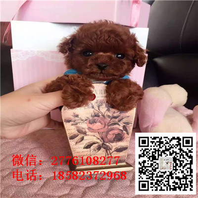 郴州哪里有卖长不大小体贵宾犬 茶杯贵宾红色黑色灰色多少钱 巨型贵宾多少钱