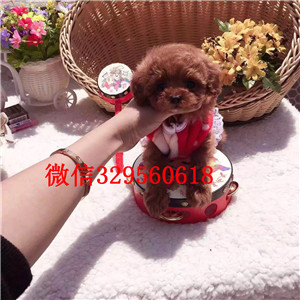 东营哪里卖贵宾犬 贵宾犬哪里卖 贵宾犬买卖 贵宾犬照片