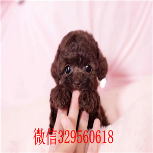 西安哪里有贵宾犬出售  长不大小体贵宾犬繁殖哪里的纯种健康 贵宾幼犬一般多少钱