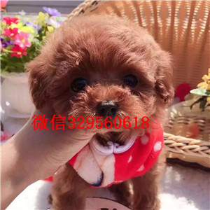 东营哪里卖贵宾犬 贵宾犬哪里卖 贵宾犬买卖 贵宾犬照片