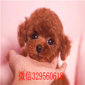 西安哪里有贵宾犬出售  长不大小体贵宾犬繁殖