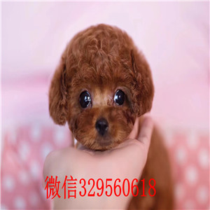 西安哪里有贵宾犬出售  长不大小体贵宾犬繁殖哪里的纯种健康 贵宾幼犬一般多少钱