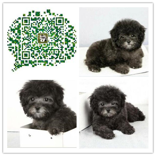 上海出售贵宾幼犬 上海出售纯种贵宾犬 上海出