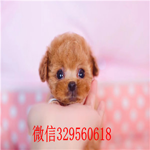 福州贵宾犬  福州哪里有卖纯种贵宾犬 红色贵宾犬