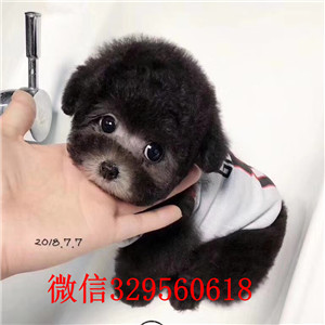 青岛哪里有贵宾犬出售  贵宾哪里的纯种健康 