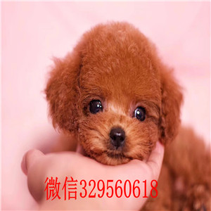 衡阳哪里有贵宾犬出售 贵宾幼犬哪里的纯种健康 贵宾哪里的好 贵宾