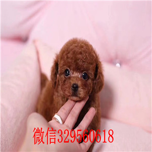 武汉贵宾犬哪里能买到哦 贵宾幼犬哪里的好 贵
