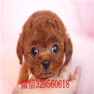 衡阳哪里有贵宾犬出售 贵宾幼犬哪里的纯种健康 贵宾哪里的好 贵宾