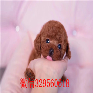 厦门哪里有卖纯种贵宾犬  贵宾犬多少钱 红色贵宾犬价格