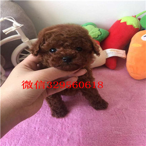 枣庄哪里有贵宾幼犬出售  贵宾犬哪里的纯种健