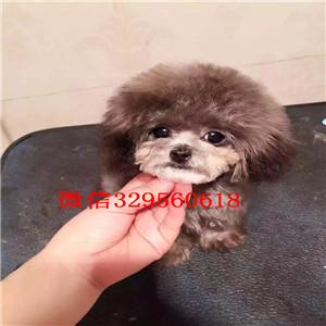 许昌贵宾幼犬哪里的纯种健康 贵宾哪里的好  