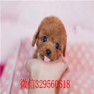  北京密云哪里有贵宾犬出售 贵宾幼犬哪里的纯种健康 贵宾哪里的好 贵宾