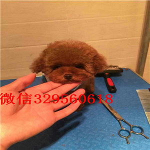 东营哪里有贵宾幼犬出售 贵宾长不大哪里的好 