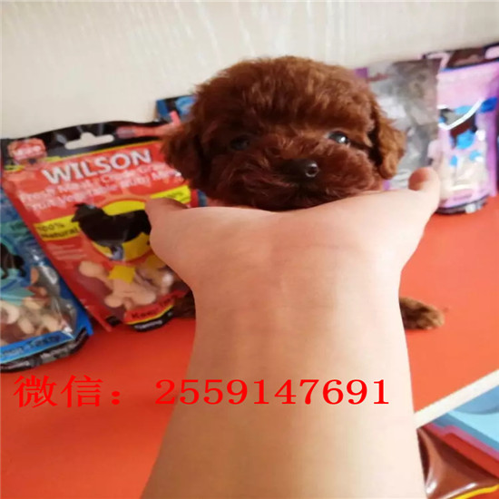 佛山哪里有贵宾犬舍 佛山哪里卖灰色贵宾 白色贵宾怎么卖