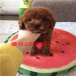 萍乡哪里有纯种健康的贵宾幼犬出售 长不大小