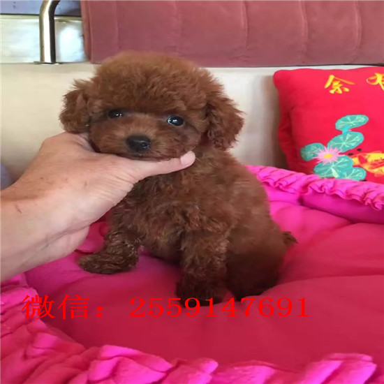 佛山哪里有贵宾犬舍 佛山哪里卖灰色贵宾 白色贵宾怎么卖