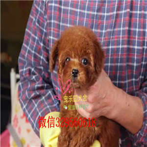  西安哪里有小体贵宾幼犬出售 贵宾犬贵妇犬哪