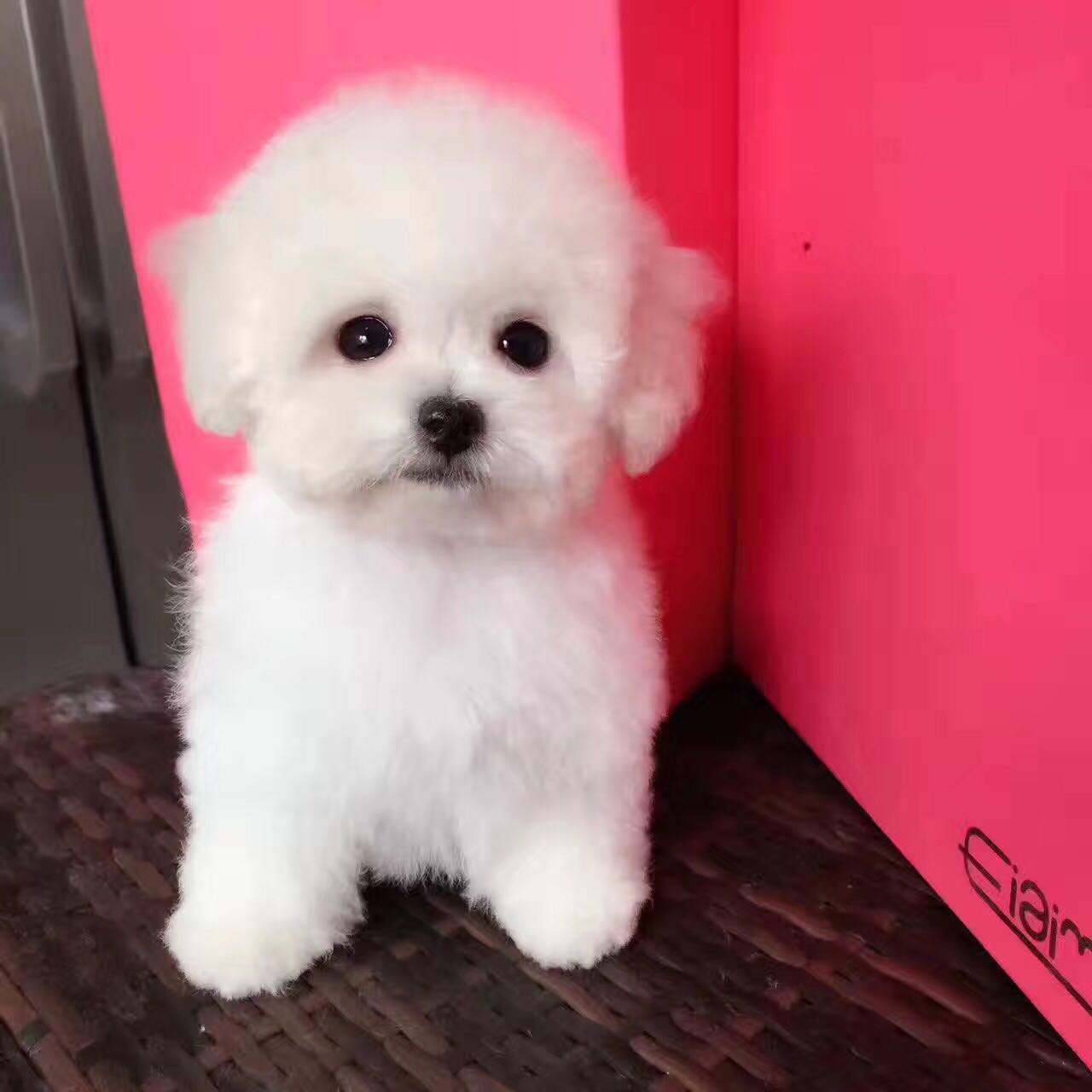 武汉哪里有贵宾犬舍 武汉哪里卖灰色贵宾 白色