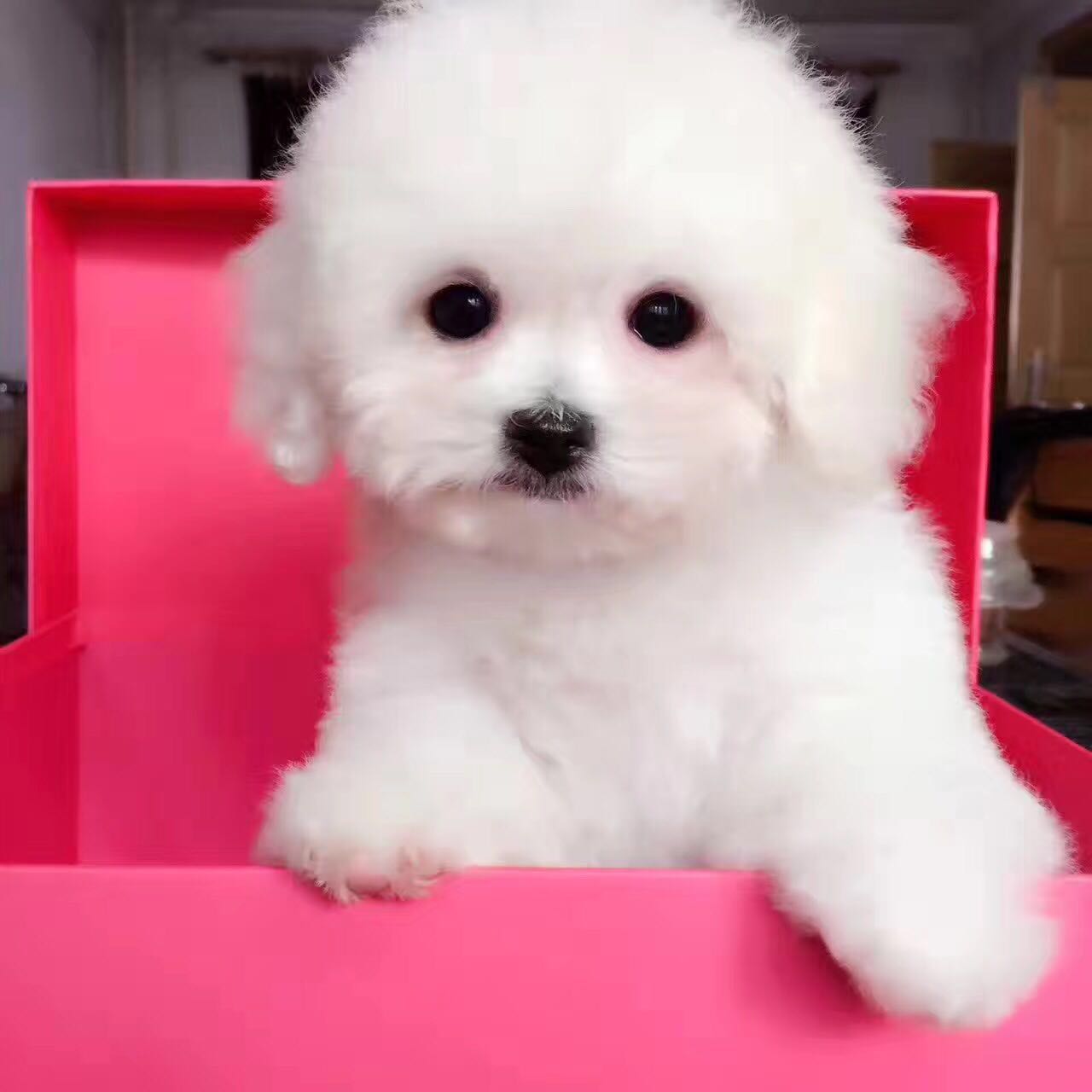 武汉哪里有贵宾犬舍 武汉哪里卖灰色贵宾 白色贵宾怎么卖