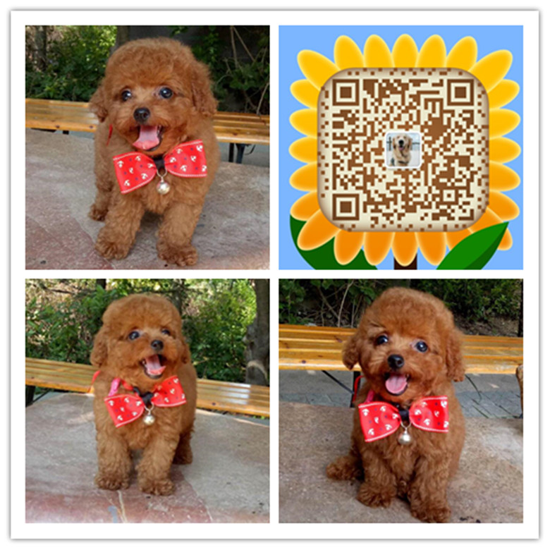 合肥哪里买狗便宜 合肥哪里有卖纯种贵宾犬 合