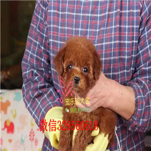  西安哪里有小体贵宾幼犬出售 贵宾犬贵妇犬哪里的好 贵宾犬价格