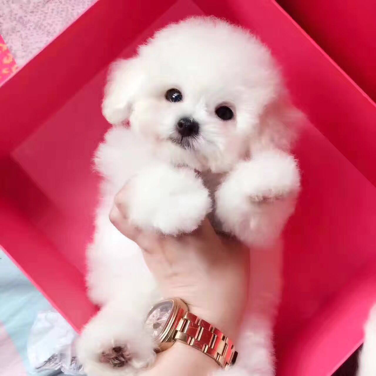 武汉哪里有贵宾犬舍 武汉哪里卖灰色贵宾 白色贵宾怎么卖