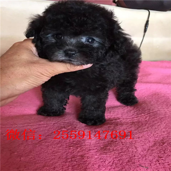 衡阳哪里卖小体贵宾犬 衡阳白色贵宾价格 衡阳哪里卖红色贵宾