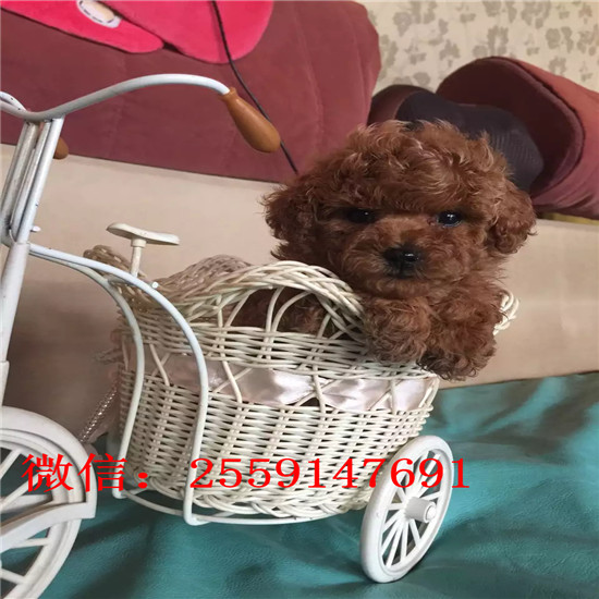 佛山哪里卖小体贵宾犬 佛山白色贵宾价格 佛山