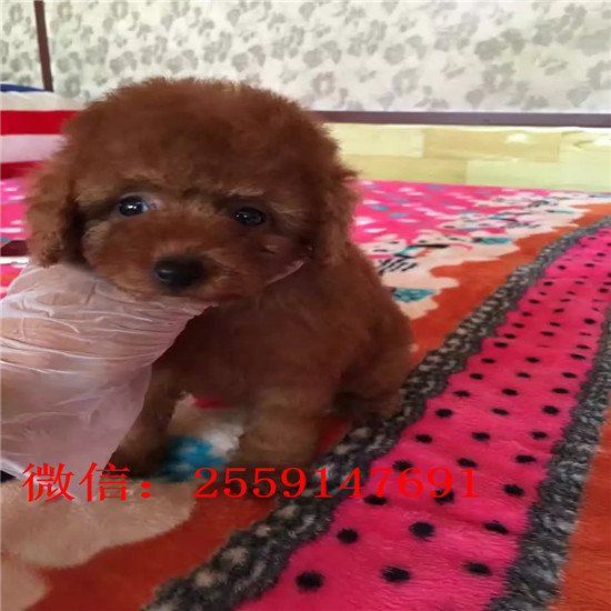 衡阳哪里卖小体贵宾犬 衡阳白色贵宾价格 衡阳哪里卖红色贵宾