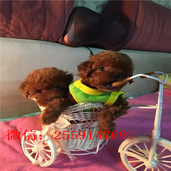 衡阳哪里卖小体贵宾犬 衡阳白色贵宾价格 衡阳