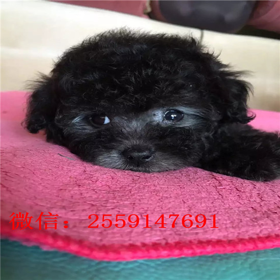 衡阳哪里卖小体贵宾犬 衡阳白色贵宾价格 衡阳哪里卖红色贵宾