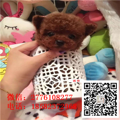 济南哪里有贵宾出售 贵宾幼犬哪里繁殖的好 茶