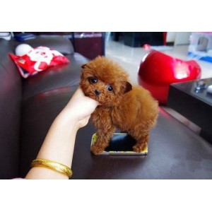 济南哪里有贵宾出售 贵宾幼犬哪里繁殖的好 茶杯小体贵宾幼犬多少钱 贵宾价格