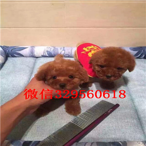 泸州哪里有出售巨贵犬的多少钱一只巨型贵宾犬