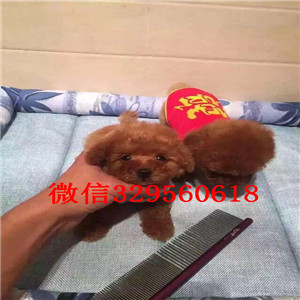 温州哪里有出售巨型贵宾可爱小体型贵宾宝宝巨