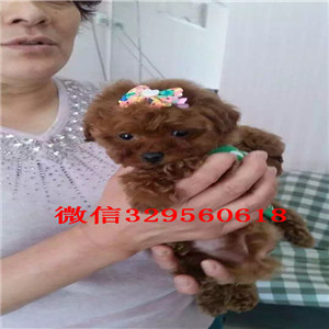 河北哪里有出售巨型贵宾可爱小体型贵宾宝宝小体灰色泰迪贵宾红色贵宾 灰色贵宾犬