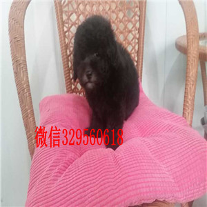 厦门哪里有出售巨贵犬的可爱小体型贵宾宝宝小