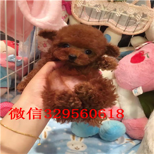 牡丹江哪里有出售巨型贵宾多少钱一只巨型贵宾