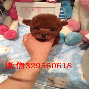 辽阳哪里有出售巨型贵宾多少钱一只巨型贵宾犬巨型贵宾好养吗纯种高品质双血统贵宾