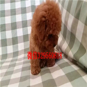 温州哪里有出售巨型贵宾可爱小体型贵宾宝宝巨型贵宾好养吗红色贵宾 灰色贵宾犬