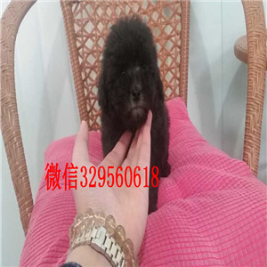 深圳哪里有出售巨型贵宾基地繁殖巨型贵宾犬巨型贵宾好养吗哪里有卖纯种贵宾的