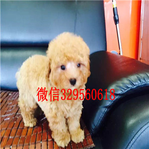 黔东南纯种贵宾多少钱一只可爱小体型贵宾宝宝