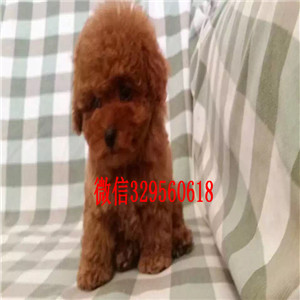 温州哪里有出售巨型贵宾可爱小体型贵宾宝宝巨型贵宾好养吗红色贵宾 灰色贵宾犬