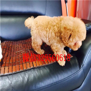 宁河哪里有出售巨贵犬的可爱小体型贵宾宝宝巨