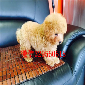 辽阳哪里有出售巨型贵宾多少钱一只巨型贵宾犬巨型贵宾好养吗纯种高品质双血统贵宾