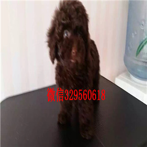 合肥纯种贵宾多少钱一只多少钱一只巨型贵宾犬