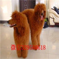 黔东南哪里有巨贵卖多少钱巨型贵宾多少钱一只哪里有巨贵卖多少钱纯种高品质双血统贵宾