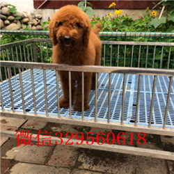 松原哪里有卖巨型贵宾巨型贵宾多少钱一只白色